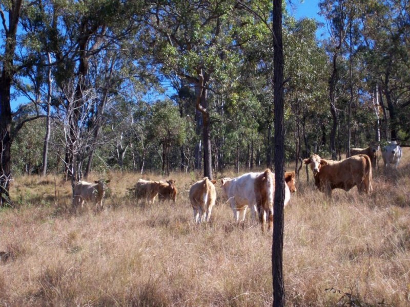 Alice Creek QLD 4610