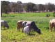 Alice Creek QLD 4610