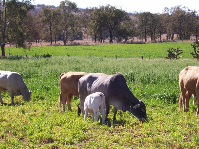 Alice Creek QLD 4610
