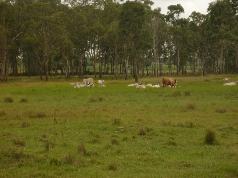 Kingaroy QLD 4610