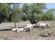 311 old Boonarra RD, Cinnabar QLD 4600