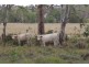 Maidenwell QLD 4615