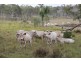 Maidenwell QLD 4615