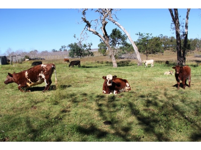Haly Creek QLD 4610