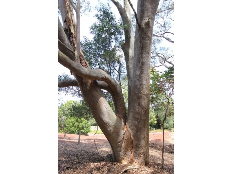 10 Geale Street, Kingaroy QLD 4610