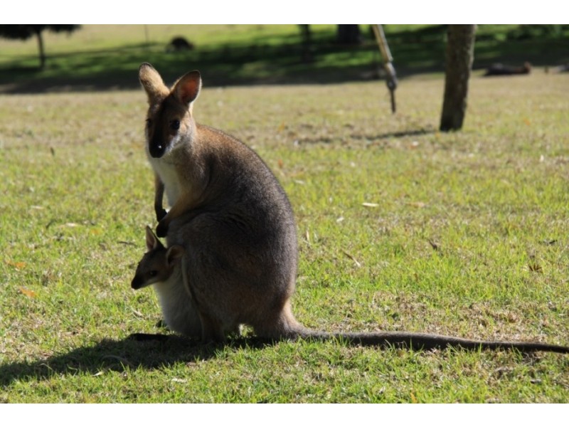 58 Rainforest Drive, Bunya Mountains QLD 4405