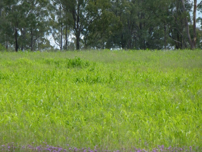lot9 Wyuna road, Gordonbrook QLD 4610