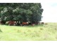 Kingaroy QLD 4610