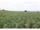 Kingaroy QLD 4610