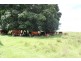 Kingaroy QLD 4610