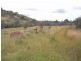 Bocoble NSW 2850