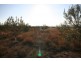 Kains Flat NSW 2850