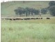 Gulgong NSW 2852
