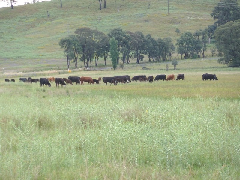 Gulgong NSW 2852