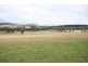 Gulgong NSW 2852