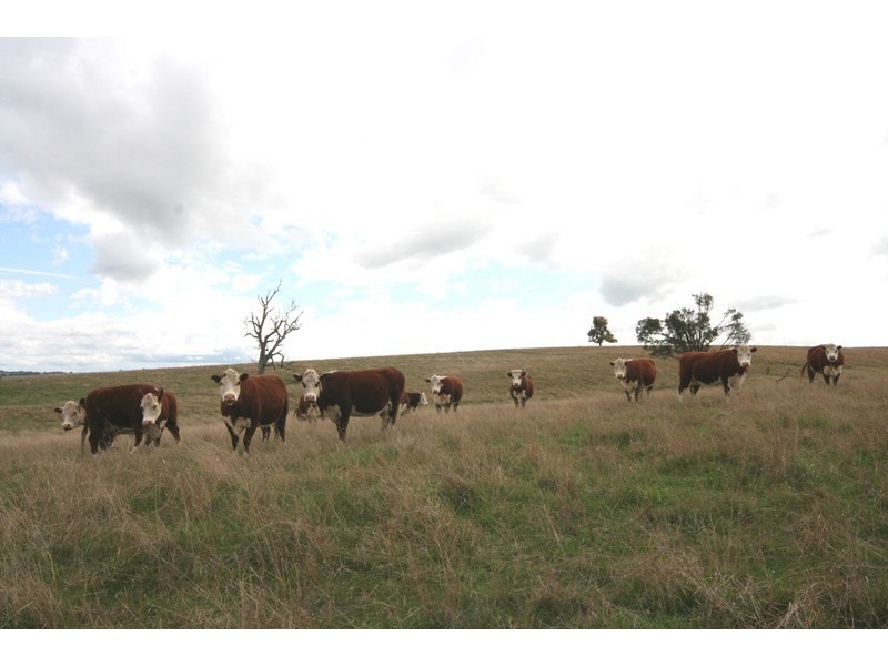 Gulgong NSW 2852