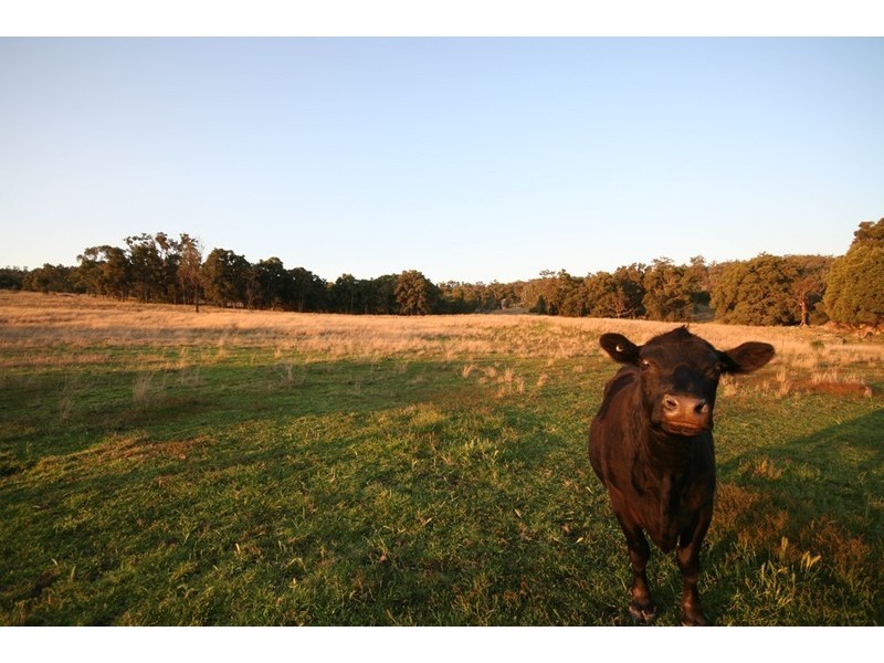 Mudgee NSW 2850