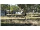 Gulgong NSW 2852