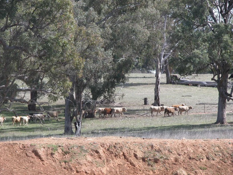 Botobolar NSW 2850