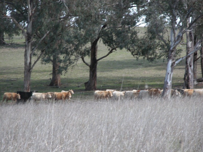 Botobolar NSW 2850