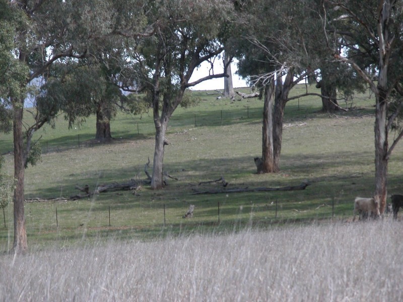 Botobolar NSW 2850