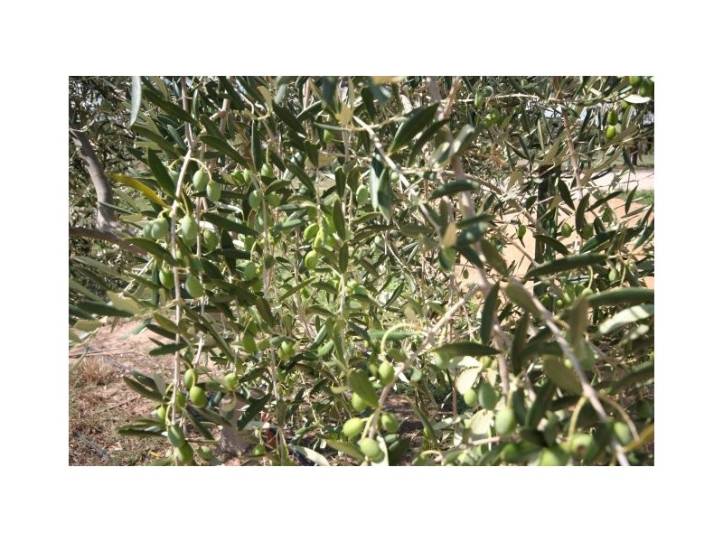 Botobolar NSW 2850
