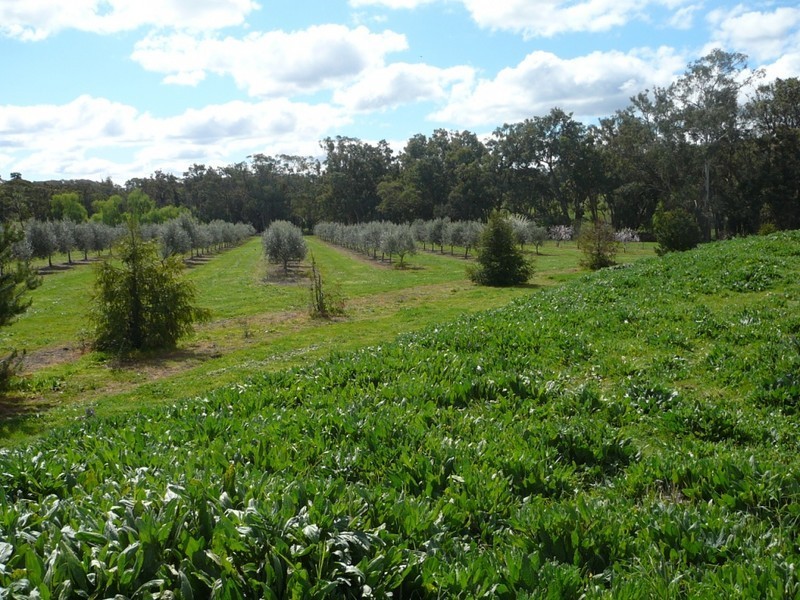 Botobolar NSW 2850