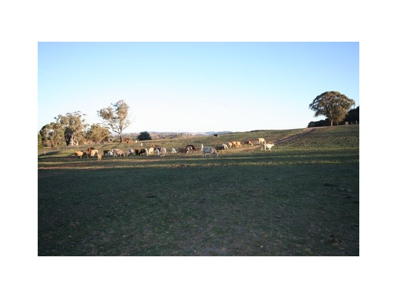 Gaucho Ranch, Tallawang Road, Gulgong NSW 2852
