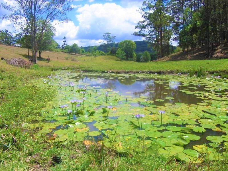 139 Diamond Valley Road, Diamond Valley QLD 4553