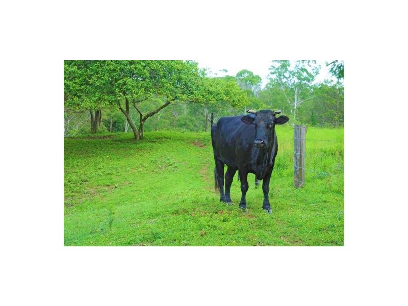 139 Diamond Valley Road, Diamond Valley QLD 4553