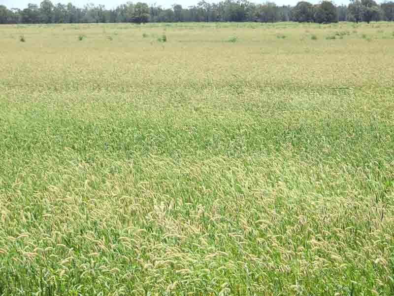 Lot 4 Wayga-Wondalli Rd-”Grasstrees”, Caloundra QLD 4551