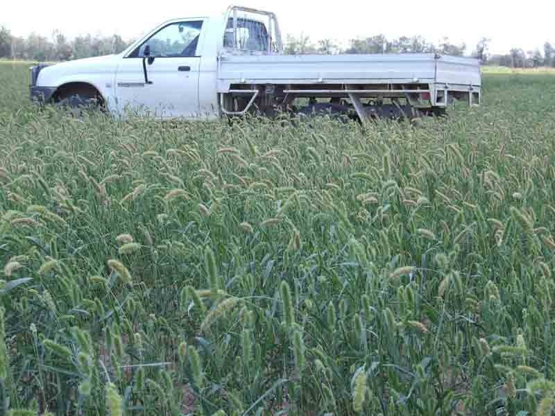 Lot 4 Wayga-Wondalli Rd-”Grasstrees”, Caloundra QLD 4551