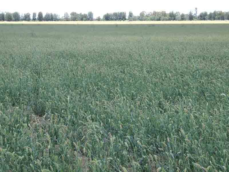 Lot 4 Wayga-Wondalli Rd-”Grasstrees”, Caloundra QLD 4551