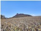 Glass House Mountains QLD 4518