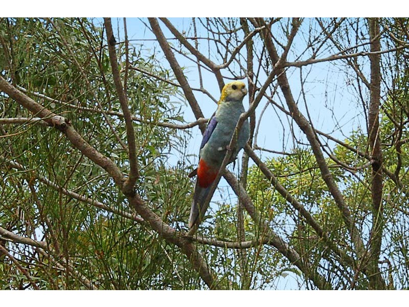 6 Rosea Ct, Currimundi QLD 4551