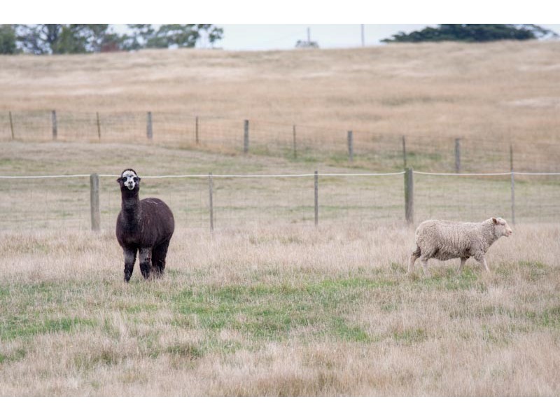 1275 Bacchus Marsh Rd, Gisborne VIC 3437