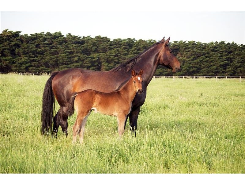 568 DOOLINS ROAD, Darraweit Guim VIC 3756