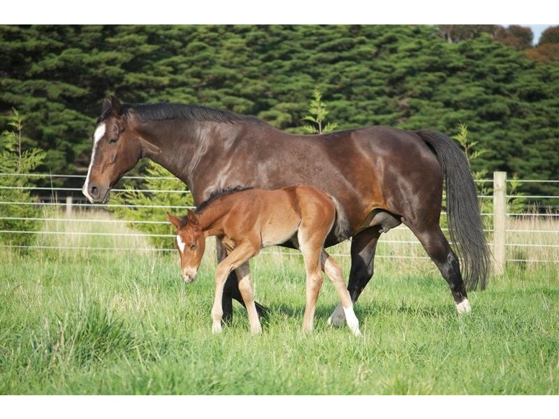 568 DOOLINS RD, Bolinda VIC 3432