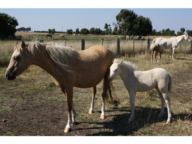 335 Settlement Rd, Sunbury VIC 3429