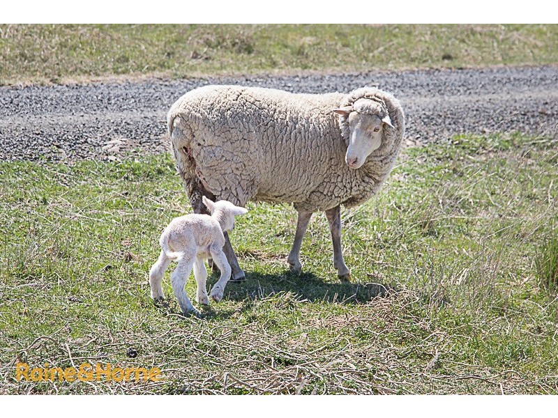 105 Loemans Road, Bulla VIC 3428