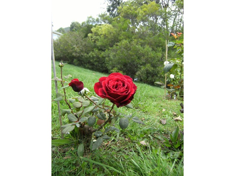 20 Delta Avenue, Taroona TAS 7053