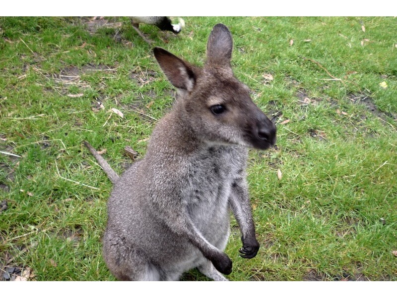 2 Carlile Court, Berriedale TAS 7011