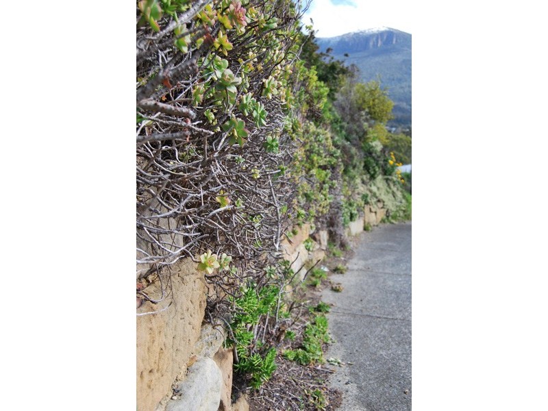 59 Hillborough Road, South Hobart TAS 7004