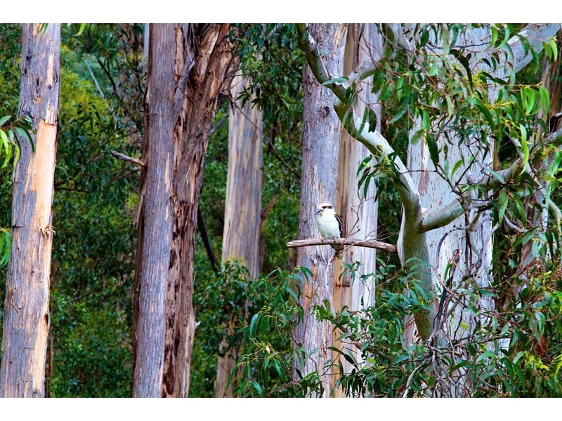 307 Strickland Avenue, South Hobart TAS 7004