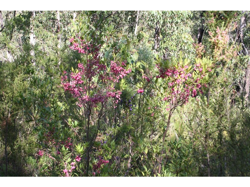 96a Folio 1 Summerleas Rd, Fern Tree TAS 7054