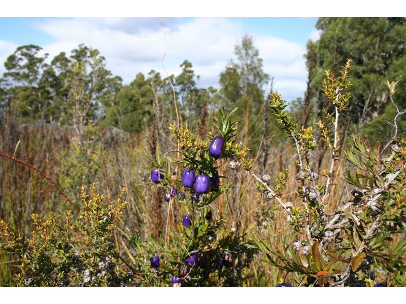 96a Folio 1 Summerleas Rd, Fern Tree TAS 7054