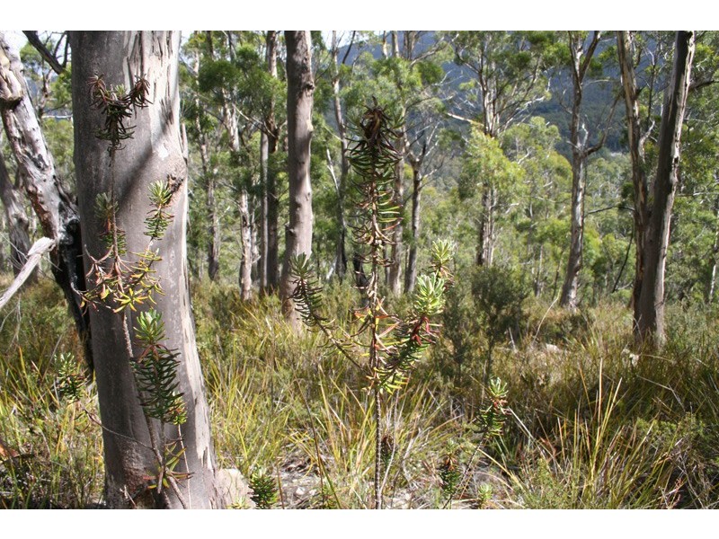 96a Folio 1 Summerleas Rd, Fern Tree TAS 7054