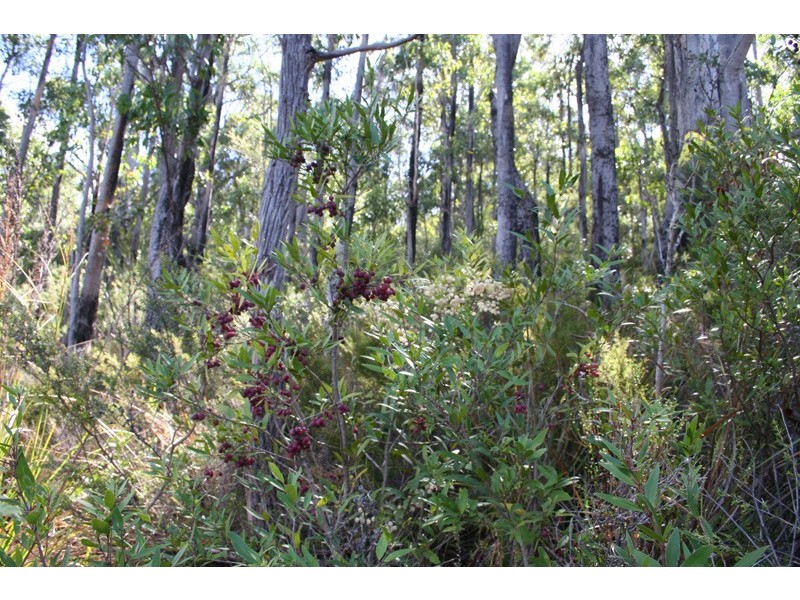 96a Folio 1 Summerleas Rd, Fern Tree TAS 7054