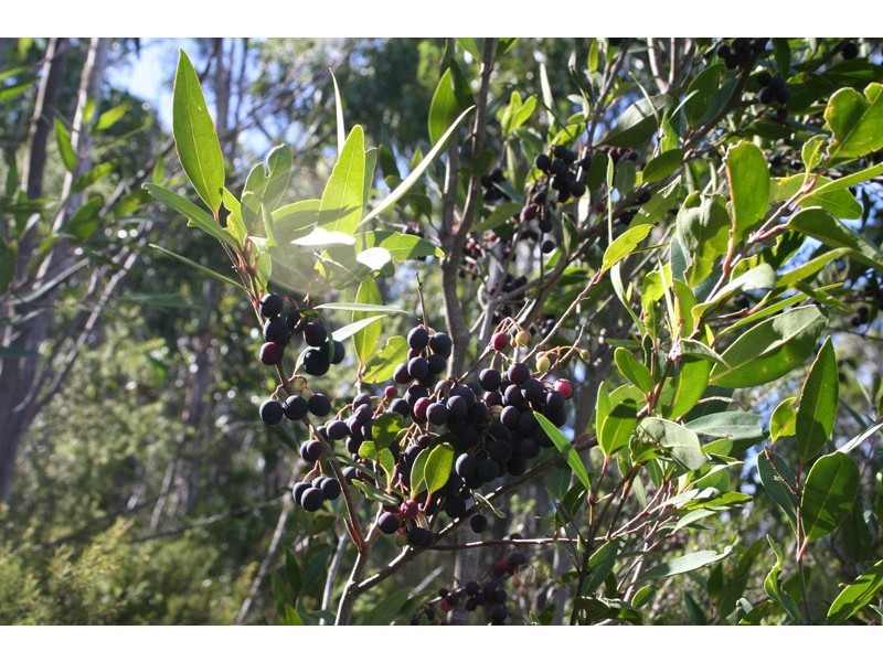 96a Folio 1 Summerleas Rd, Fern Tree TAS 7054