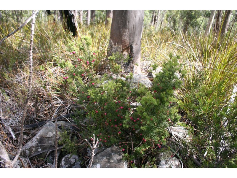 96a Folio 1 Summerleas Rd, Fern Tree TAS 7054